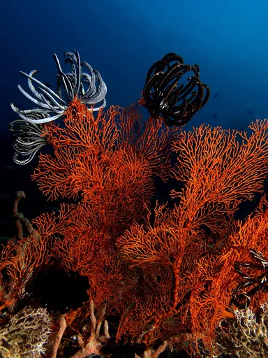 Yellow Mopsella Sea Fan (Melithaea sp.)