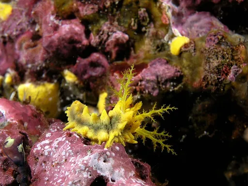 Yellow Sea Cucumber (Colochirus robustus)