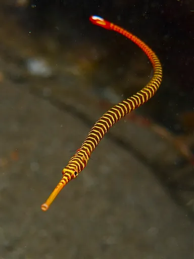 Yellowbanded Pipefish (Dunckerocampus pessuliferus)