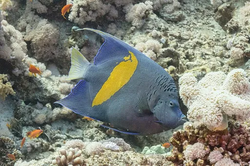 Yellowbar Angelfish (Pomacanthus maculosus)