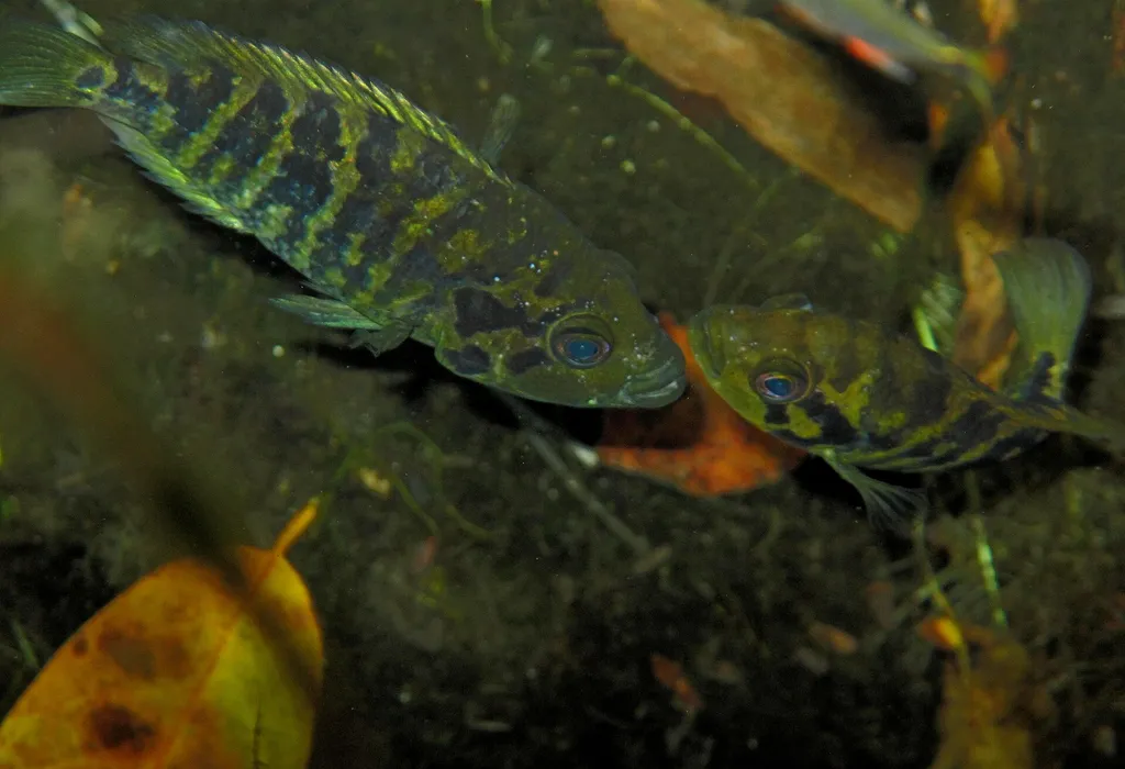 Yellowjacket cichlid (Parachromis friedrichsthalii)