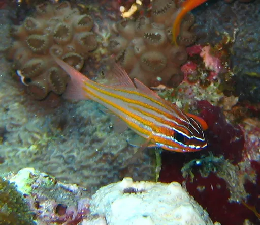 Yellowstriped Cardinalfish (Ostorhinchus cyanosoma)