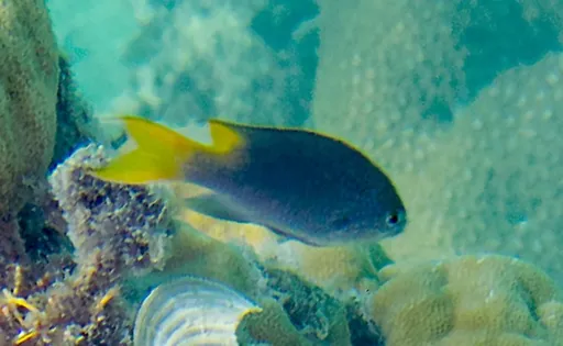 Yellowtail Demoiselle (Neopomacentrus azysron)