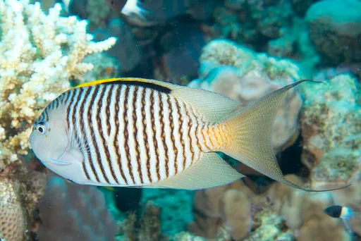 Zebra Angelfish (Genicanthus caudovittatus)