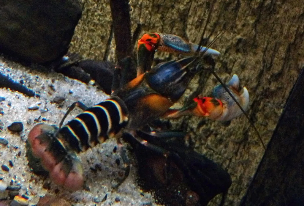 Zebra crayfish (Cherax peknyi)