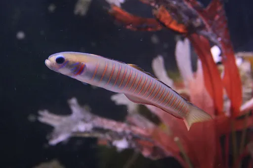 Zebra Dartfish (Ptereleotris zebra)
