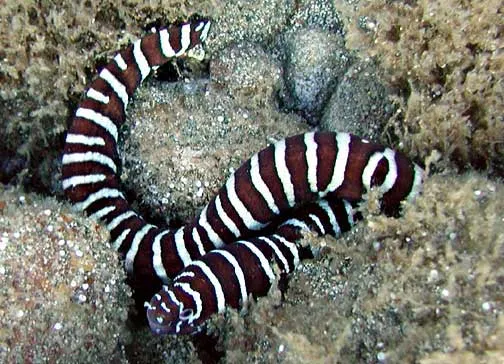 Zebra Moray (Gymnomuraena zebra)