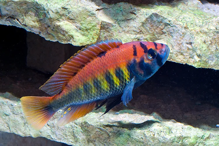 Zebra nyererei (Pundamilia pundamilia)