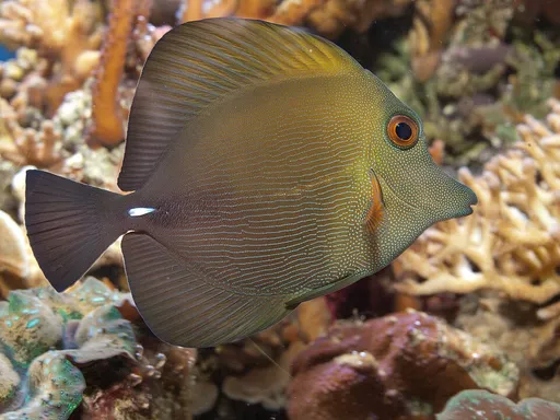 Scopas Tang (Zebrasoma scopas)