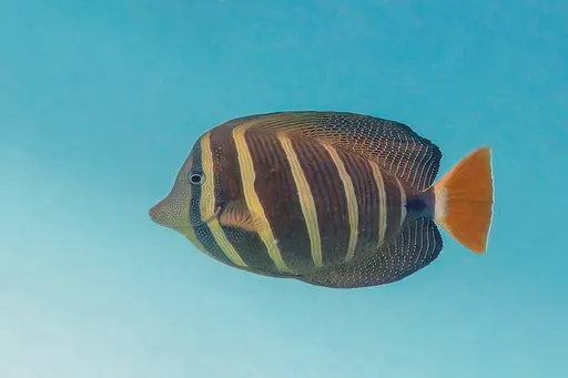 Sailfin Tang (Zebrasoma veliferum)