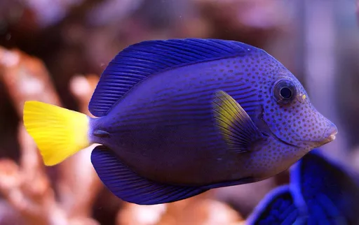 Purple Tang (Zebrasoma xanthurum)