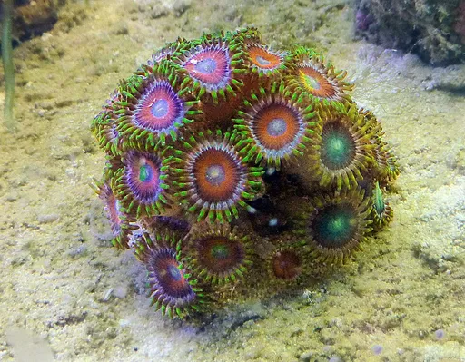 Zoanthid Button Polyps (Zoanthus)