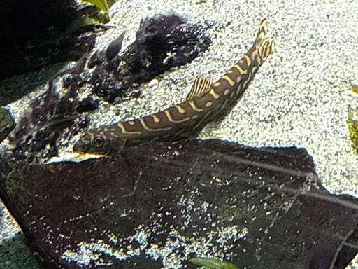 Zodiac loach (Mesonoemacheilus triangularis)