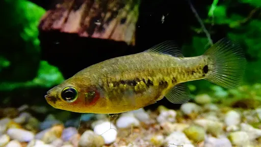 Tequila splitfin (Zoogoneticus tequila)