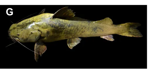 Jau catfish (Zungaro zungaro)