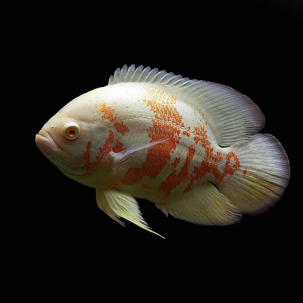 Albino oscar (Astronotus ocellatus)
