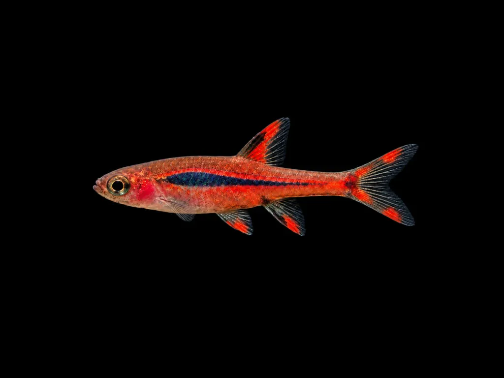 Chili rasbora (Boraras brigittae)
