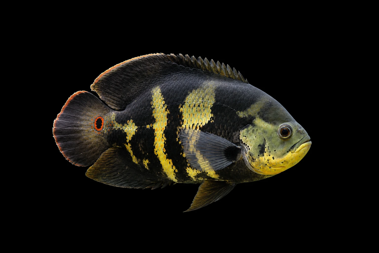 Fat oscar (Astronotus crassipinnis)
