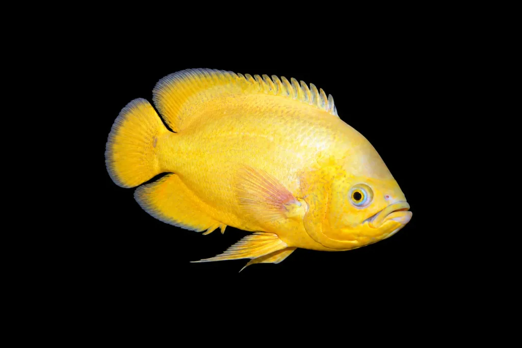 Lemon oscar (Astronotus ocellatus)