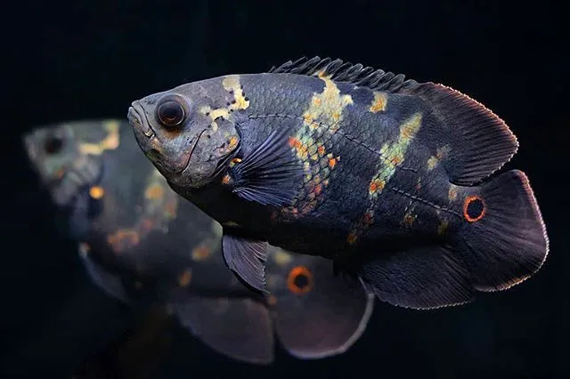 Oscar (Astronotus ocellatus)