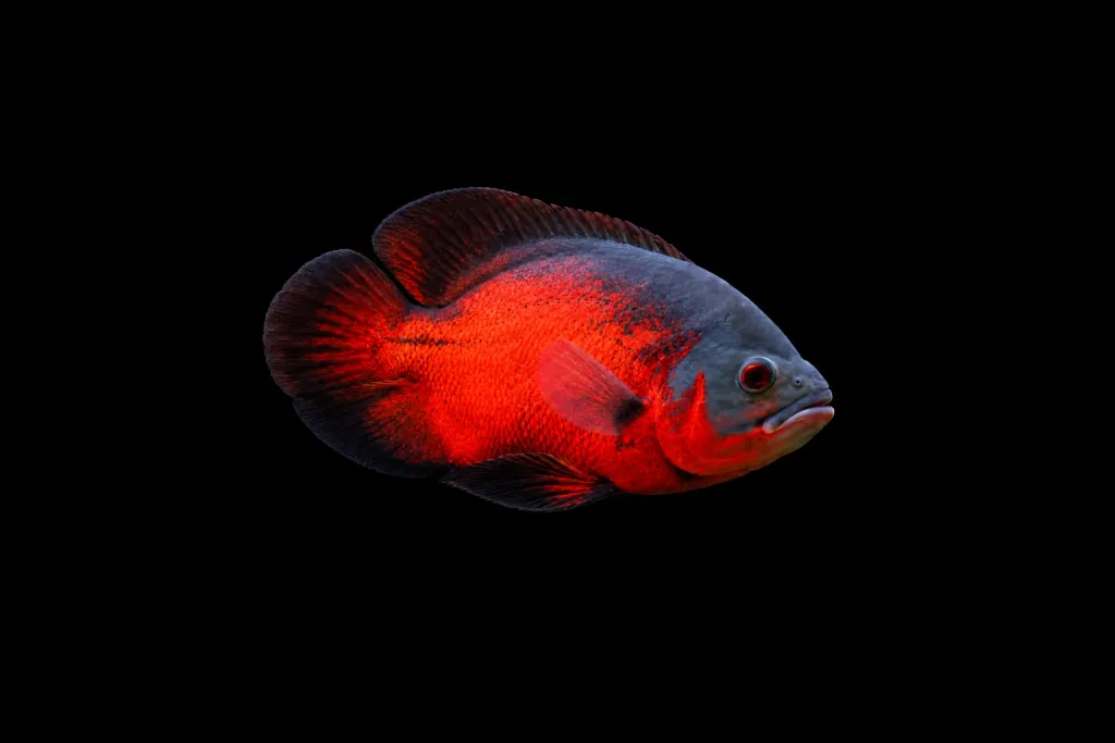 Red oscar (Astronotus ocellatus)