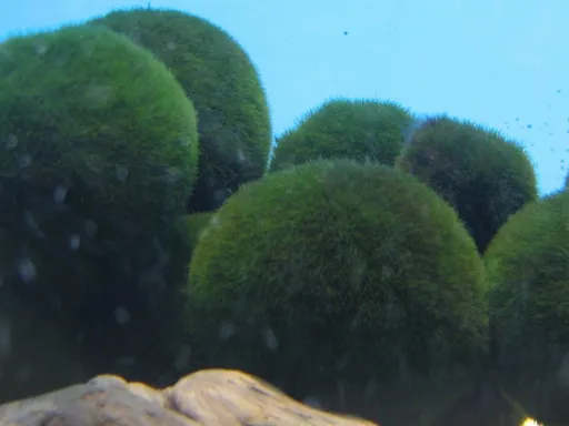 Marimo moss ball (Aegagropila linnaei)