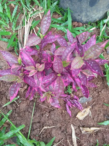 Alternanthera Rosanervig (Alternanthera reineckii 'Rosanervig')