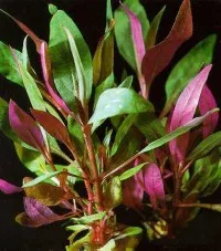 Alternanthera reineckii (Alternanthera reineckii)