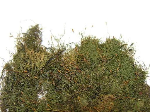 Nano moss (Amblystegium serpens)