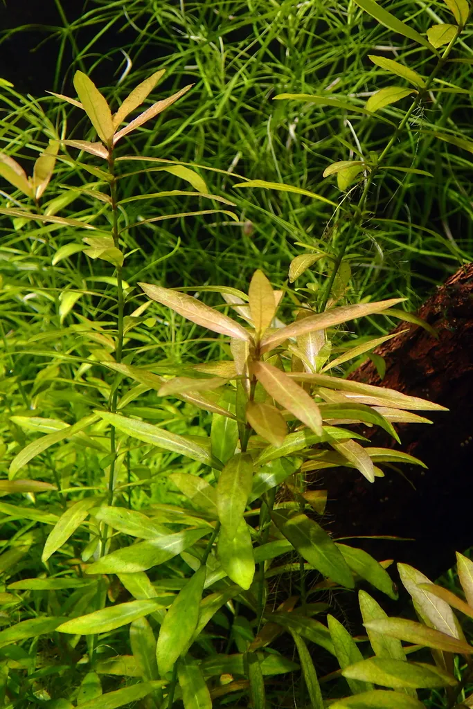 Ammannia gracilis (Ammannia gracilis)