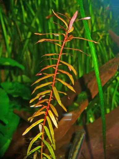 Ammannia senegalensis (Ammannia senegalensis)