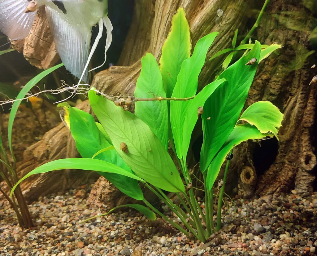 Anubias afzelii (Anubias afzelii)