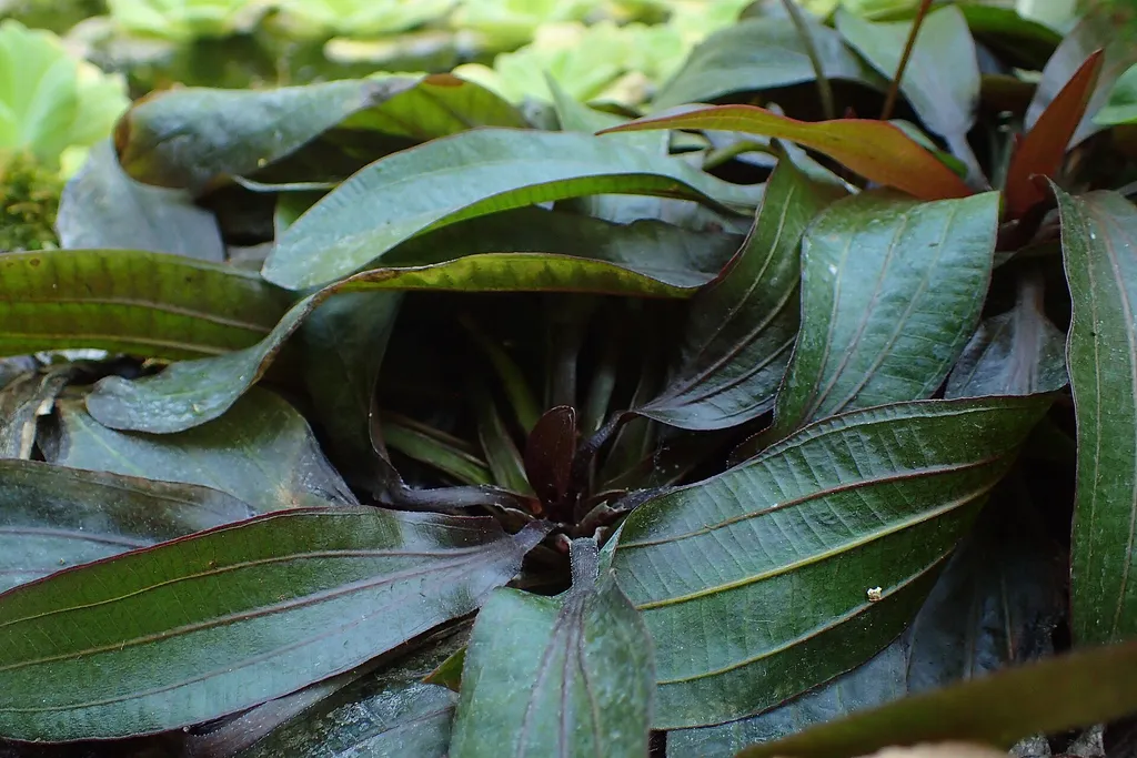 Anubias coffeefolia (Anubias barteri var. coffeefolia)