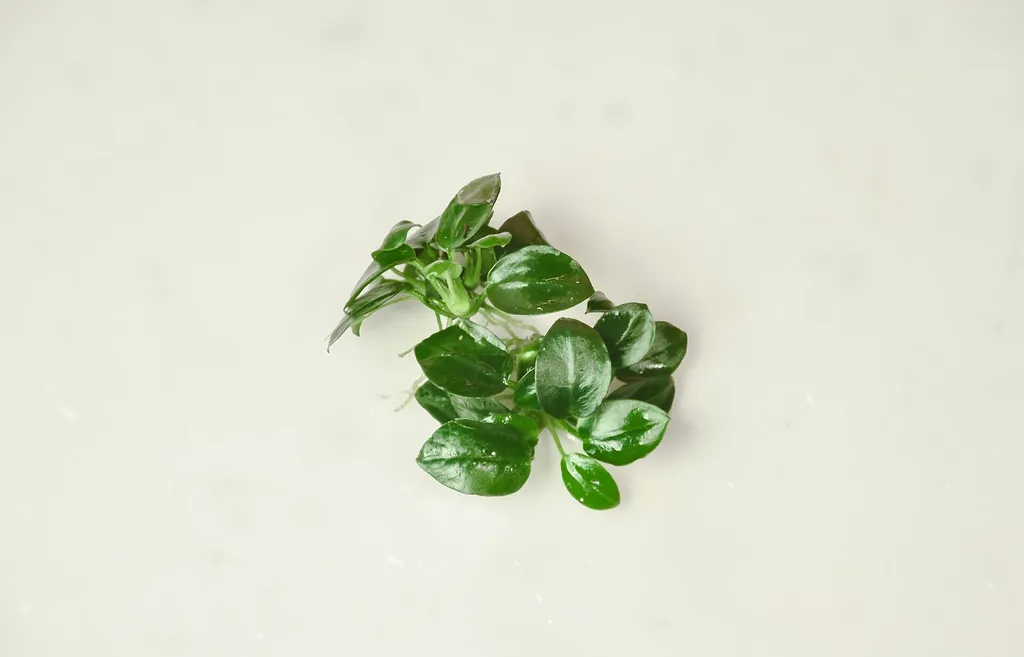 Anubias petite (Anubias barteri var. nana 'Petite')