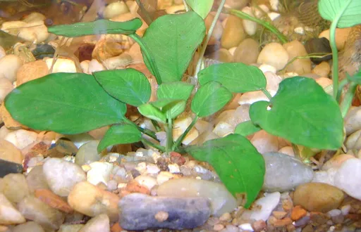 Anubias nana (Anubias barteri var. nana)