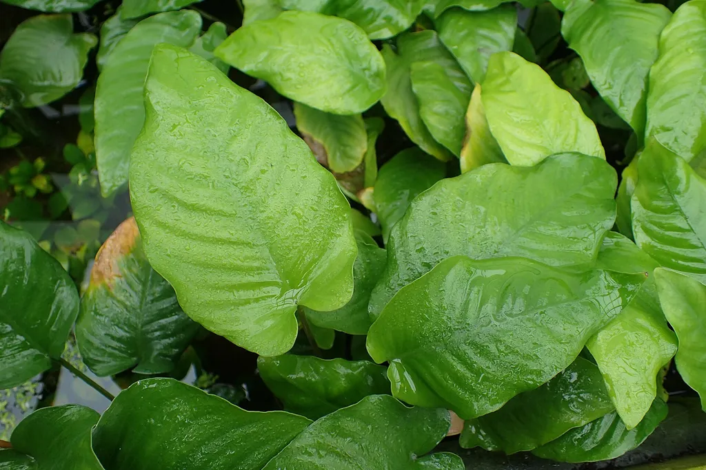 Anubias barteri (Anubias barteri)