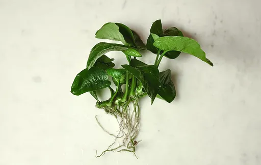 Anubias Butterfly (Anubias 'Butterfly')