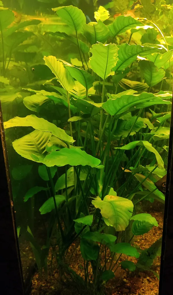 Anubias congensis (Anubias heterophylla)