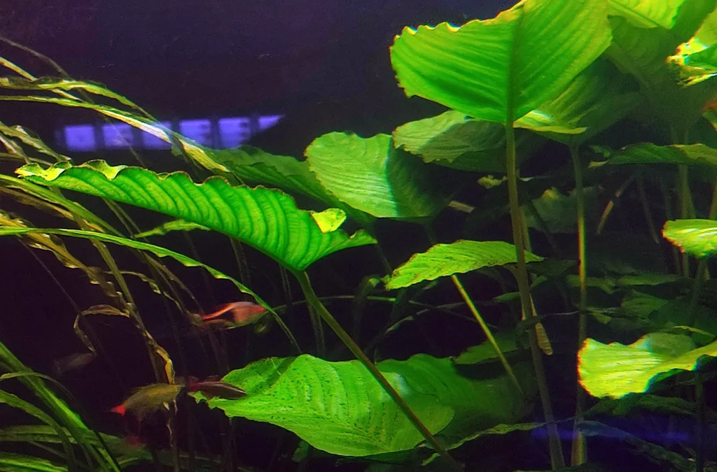 Anubias gigantea (Anubias gigantea)