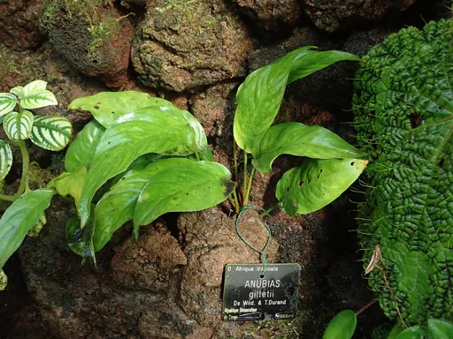 Anubias gilletii (Anubias gilletii)