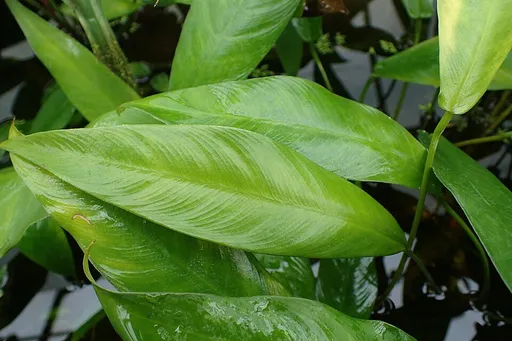 Anubias gracilis (Anubias gracilis)