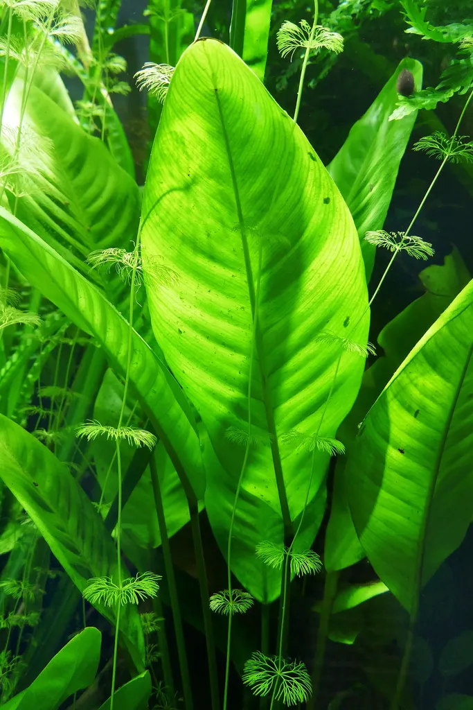 Anubias lanceolata (Anubias lanceolata)