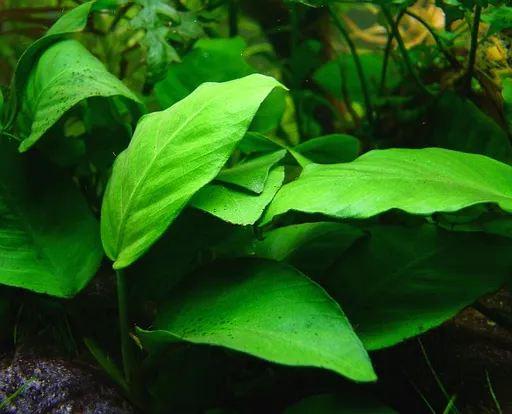 Anubias minima (Anubias barteri var. glabra)