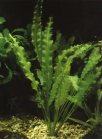 Aponogeton crispus (Aponogeton crispus)