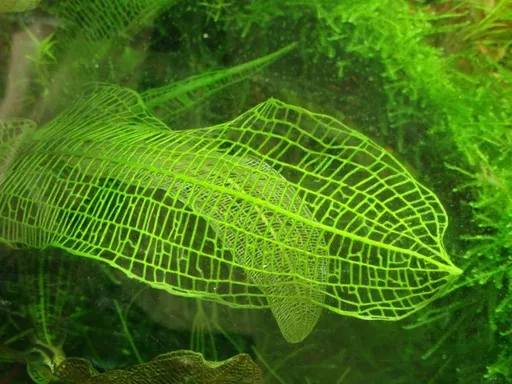 Madagascar lace (Aponogeton madagascariensis)