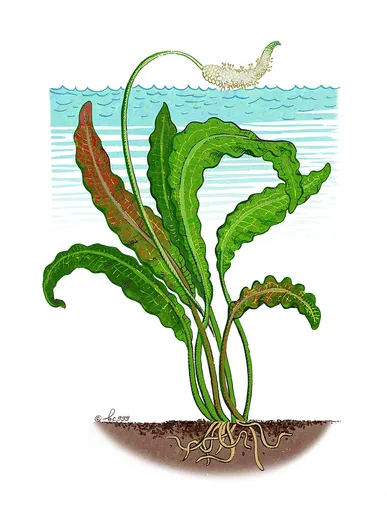 Aponogeton rigidifolius (Aponogeton rigidifolius)