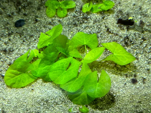 Aponogeton ulvaceus (Aponogeton ulvaceus)