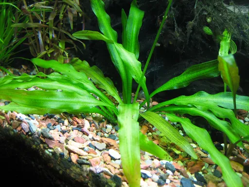Aponogeton undulatus (Aponogeton undulatus)