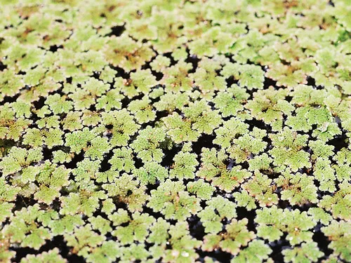 Carolina mosquito fern (Azolla caroliniana)
