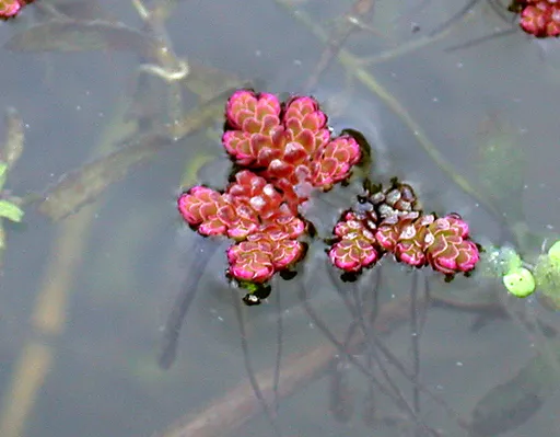 Fairy moss (Azolla filiculoides)